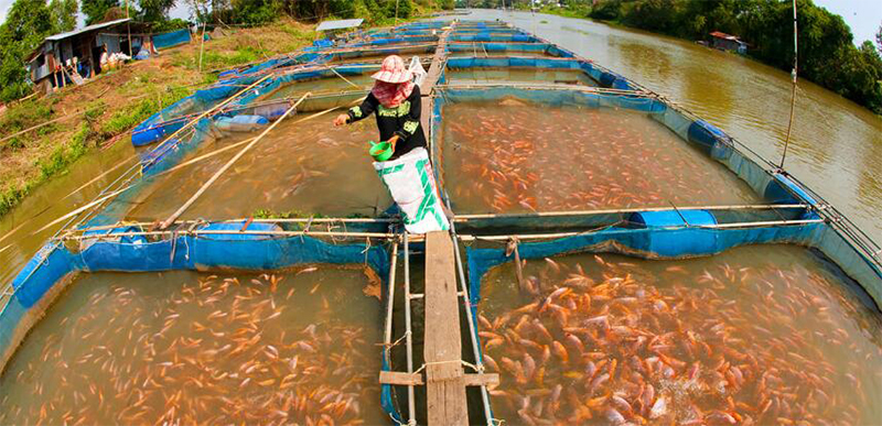 fish feed pellets for farming