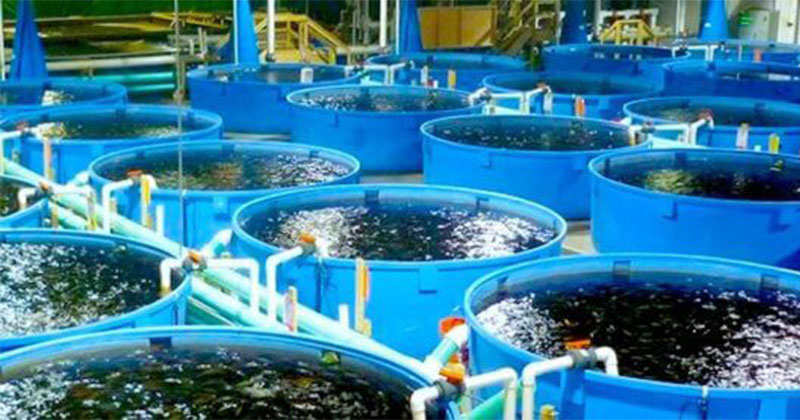 fish farming