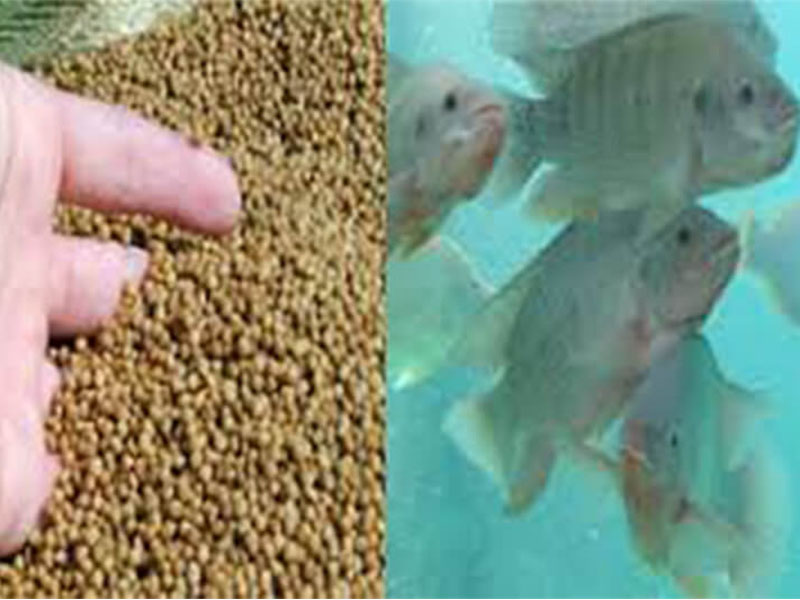 fish feed pellet