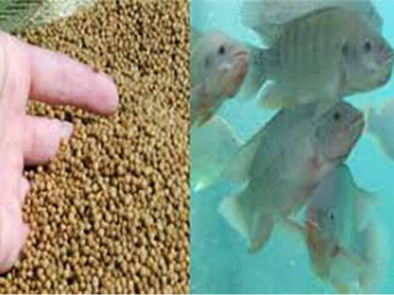 fish feed pellets