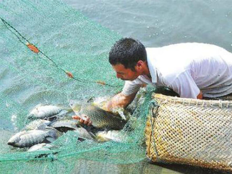 fish farming