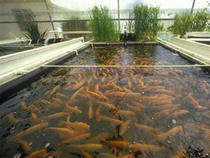 catfish farming