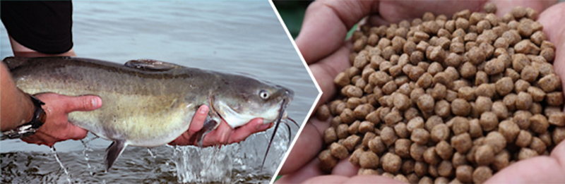 catfish feed pellets for farming 