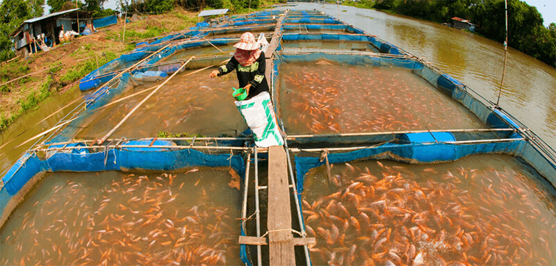 fish feed pellet for farming