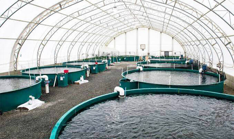 fish farming