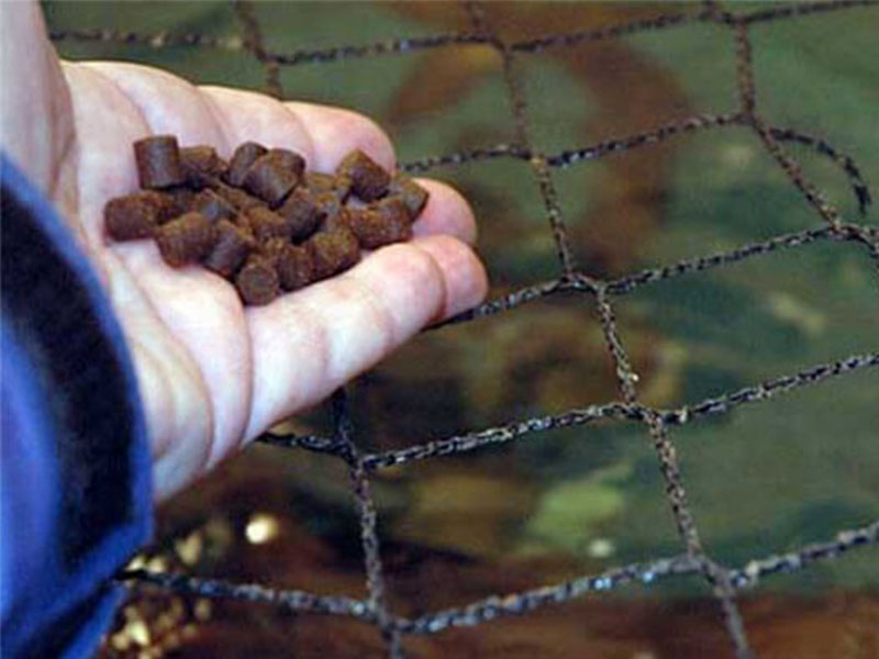 fish feed pellets for rainbow trout