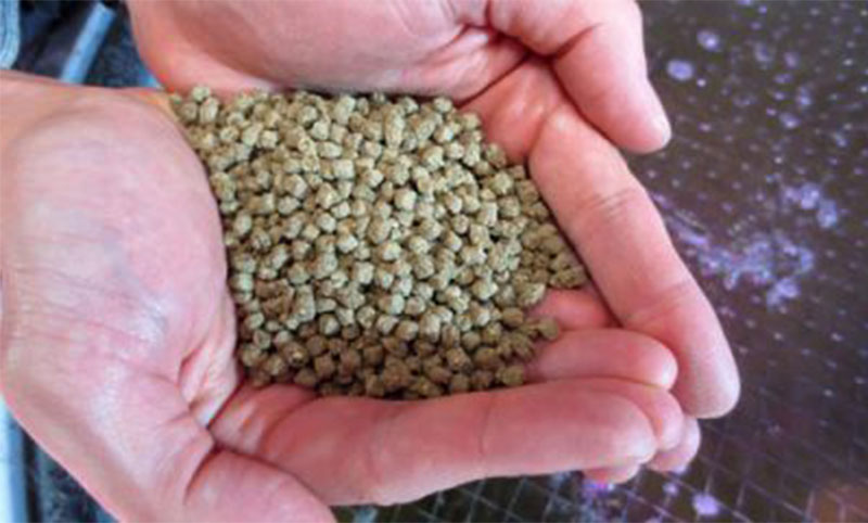 fish feed pellets