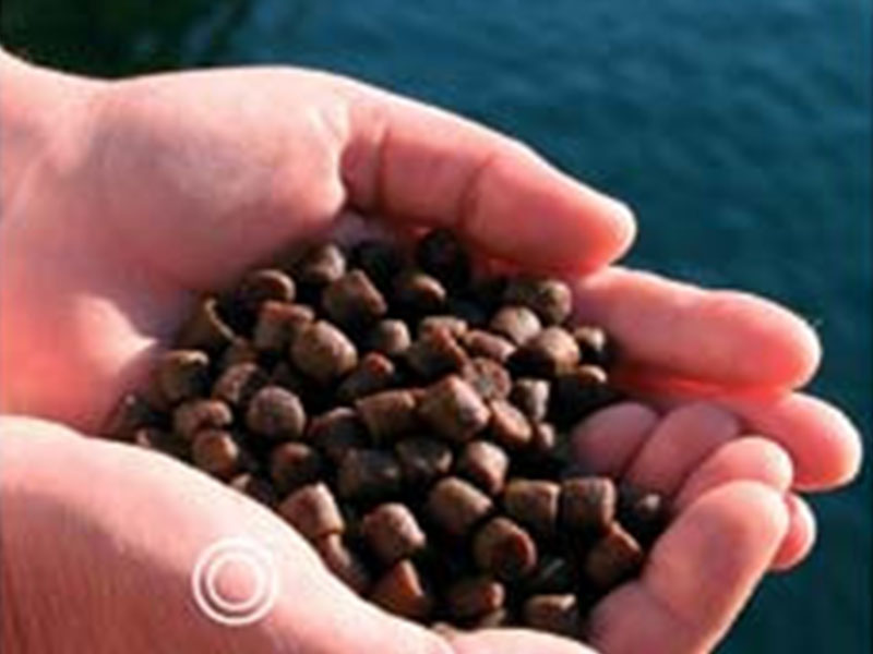 fish feed pellets