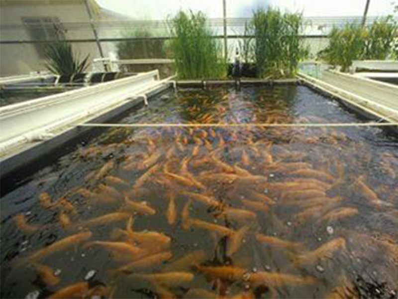 goldfish farming