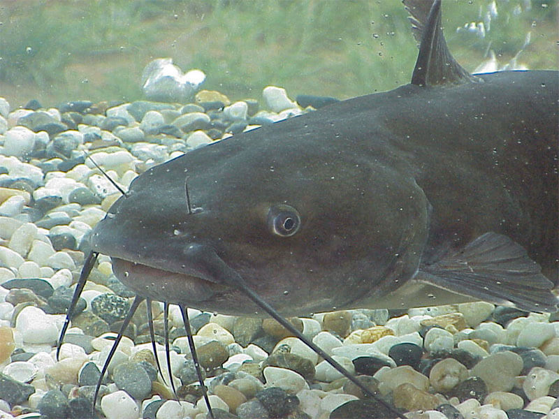 catfish farming