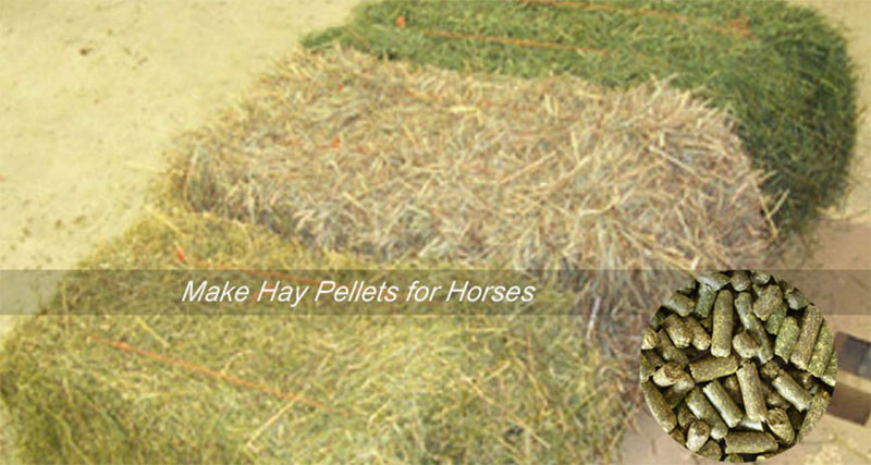 making hay feed pellets for horse
