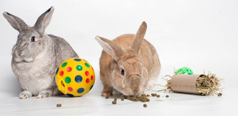 rabbit feed pellets