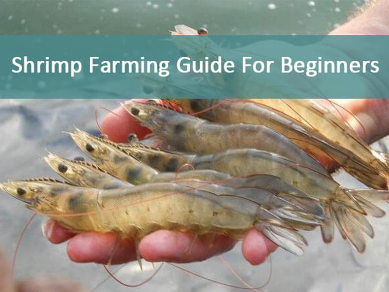 shrimp farming