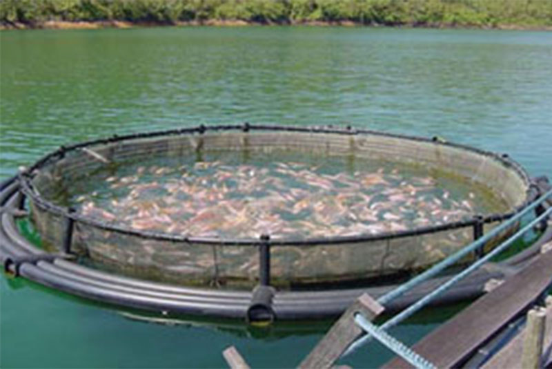 tilapia farming